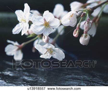 Cherry blossoms, close up View Large Photo Image Stock Photo - Cherry blossoms, close up. Fotosearch