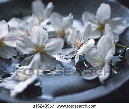 Stock Photo - Cherry blossoms on the dish, close up. Fotosearch