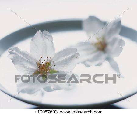 Cherry blossoms on the sake cup View Large Photo Image Stock Image - Cherry blossoms on the sake cup. Fotosearch