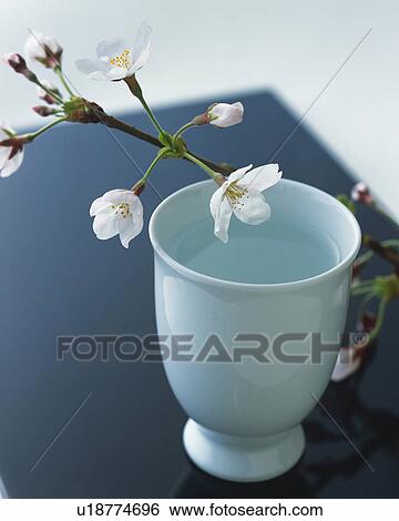 Cherry blossoms on the sake cup View Large Photo Image Stock Photograph - Cherry blossoms on the sake cup. Fotosearch