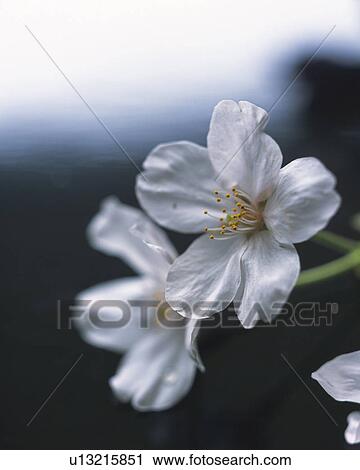 Stock Image - Cherry blossoms. Fotosearch