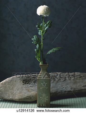 Chrysanthemum, Ikebana View Large Photo Image Stock Photograph - Chrysanthemum, Ikebana. Fotosearch