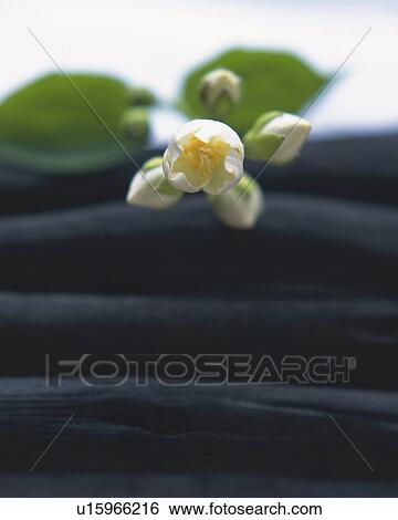 Flower and charcoals View Large Photo Image Stock Photograph - Flower and charcoals. Fotosearch