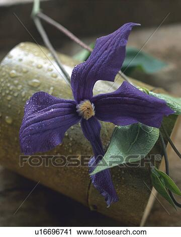 Stock Image - Flower. Fotosearch