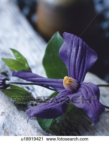 Flower View Large Photo Image Stock Image - Flower. Fotosearch