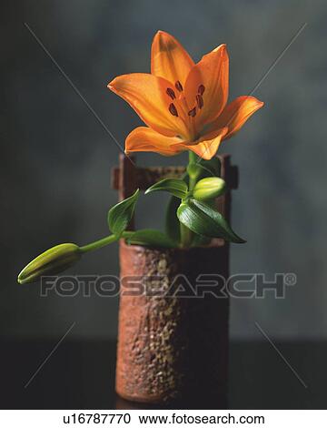 Flower vase and flower View Large Photo Image Stock Image - Flower vase and flower. Fotosearch