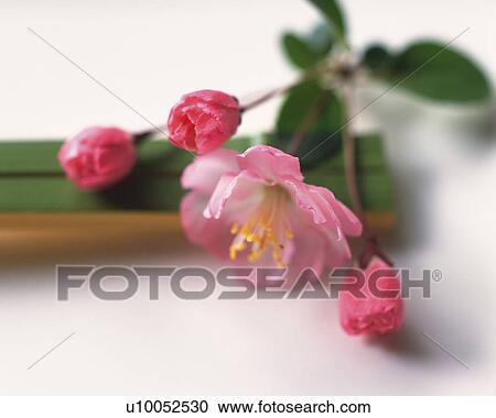 Flowers View Large Photo Image Stock Image - Flowers. Fotosearch