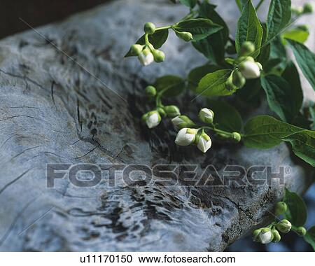Flowers View Large Photo Image Stock Image - Flowers. Fotosearch