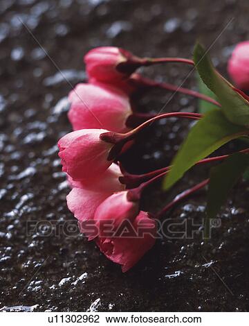 Flowers View Large Photo Image Stock Image - Flowers. Fotosearch