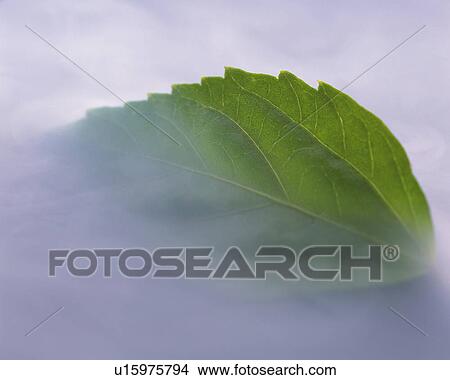 Leaf View Large Photo Image Picture - Leaf. Fotosearch
