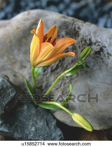 Picture - Lily . Fotosearch