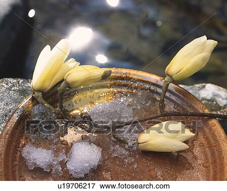 Stock Photo - Magnolia buds on the dish. Fotosearch