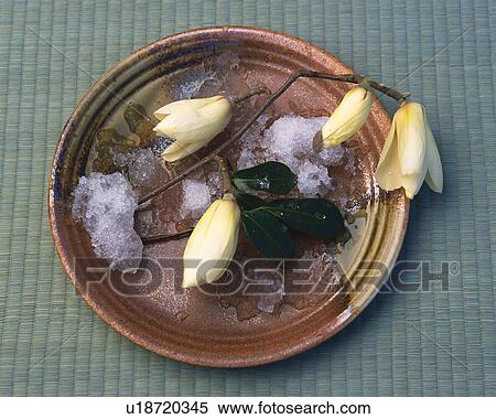 Magnolia buds on the dish View Large Photo Image Stock Photography - Magnolia buds on the dish. Fotosearch