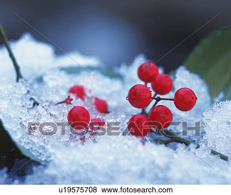 Nandin blossoms and snow View Large Photo Image Stock Photo - Nandin blossoms and snow. Fotosearch
