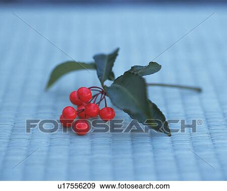 Stock Photo - Nandin blossoms on the Tatami. Fotosearch