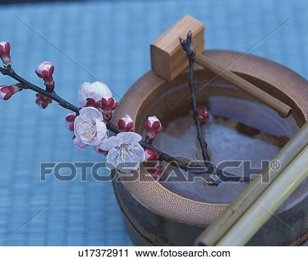 Plum blossom and bamboo cylinder are covered with snow View Large Photo Image Stock Image - Plum blossom and bamboo cylinder are covered with snow. Fotosearch