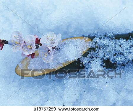 Stock Photo - Plum blossom and bamboo cylinder are covered with snow. Fotosearch