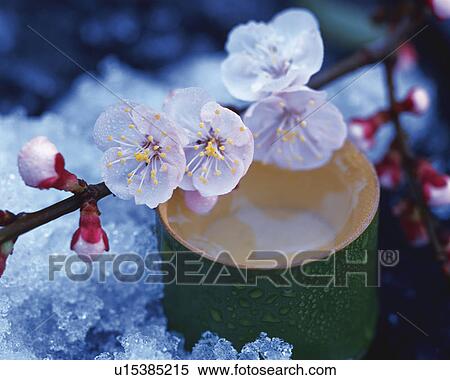 Stock Photography - Plum blossom and bamboo cylinder, close up. Fotosearch