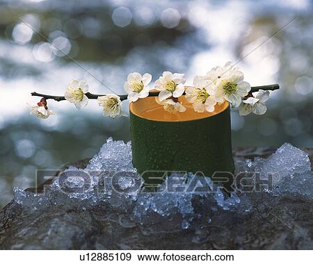Stock Photo - Plum blossom and bamboo cylinder. Fotosearch