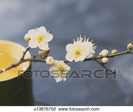 Plum blossoms and bamboo cylinder View Large Photo Image Stock Image - Plum blossoms and bamboo cylinder. Fotosearch