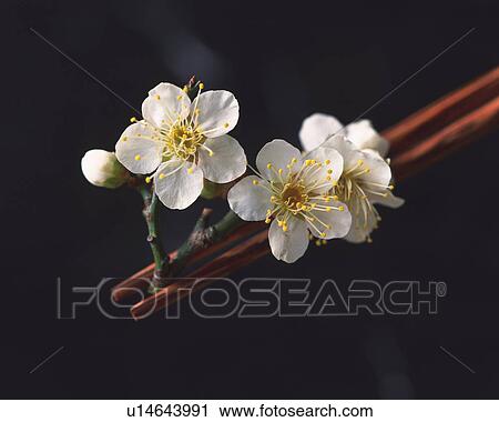 Plum blossoms, close up View Large Photo Image Stock Image - Plum blossoms, close up. Fotosearch