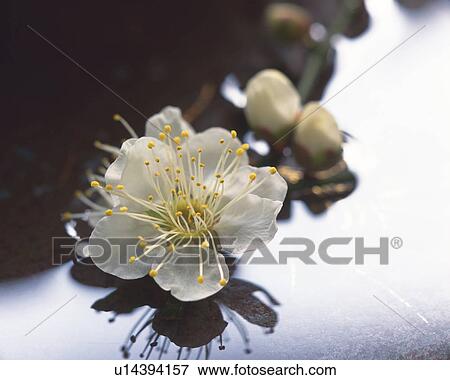 Plum blossoms, close up View Large Photo Image Stock Photo - Plum blossoms, close up. Fotosearch