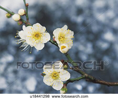 Plum blossoms, close up View Large Photo Image Stock Photo - Plum blossoms, close up. Fotosearch