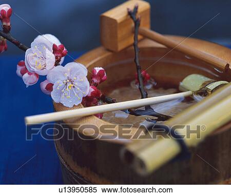 Stock Photography - Plum blossoms on the barrel. Fotosearch