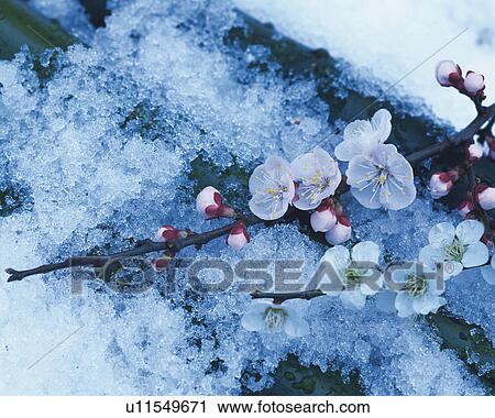 Plum blossoms on the snow View Large Photo Image Stock Image - Plum blossoms on the snow. Fotosearch