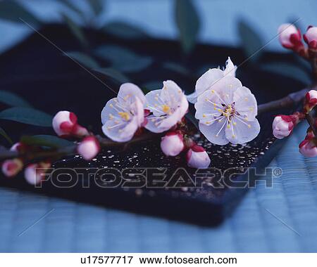 Stock Photo - Plum blossoms on the tray. Fotosearch