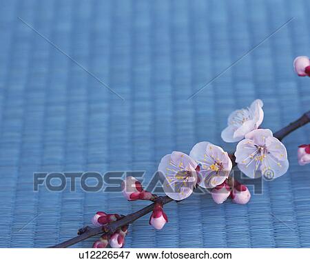 Stock Photo - Plum blossoms . Fotosearch