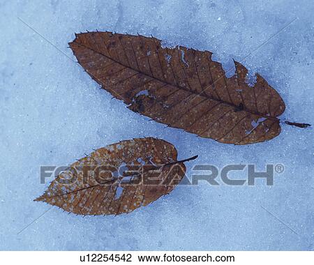 Stock Image - Withered leaves on the snow. Fotosearch