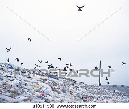Birds flying on landfill, low angle view View Large Photo Image Stock Photo - Birds flying on landfill, low angle view . Fotosearch
