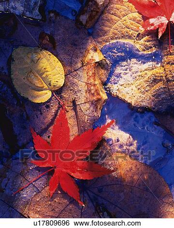 Autumn Leaves, Close Up View Large Photo Image Stock Photograph - Autumn Leaves, Close Up. Fotosearch
