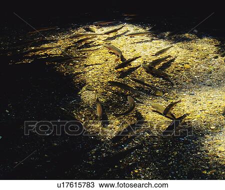 Stock Image - Fish Swimming in the River, High Angle View, Pan Focus. Fotosearch