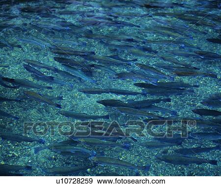 Stock Photo - Fish Swimming in the River, High Angle View, Pan Focus. Fotosearch