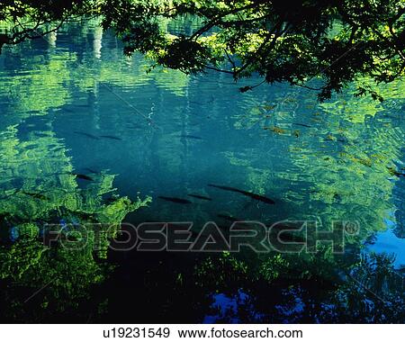 Fish Swimming in the Water, High Angle View, Pan Focus View Large Photo Image Stock Photo - Fish Swimming in the Water, High Angle View, Pan Focus. Fotosearch