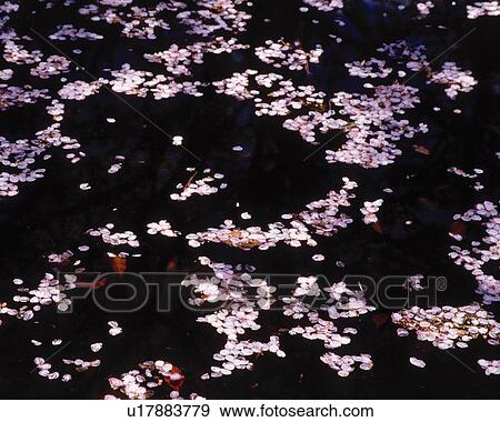 Petals Floating in Water, High Angle View, Pan Focus View Large Photo Image Stock Photo - Petals Floating in Water, High Angle View, Pan Focus. Fotosearch