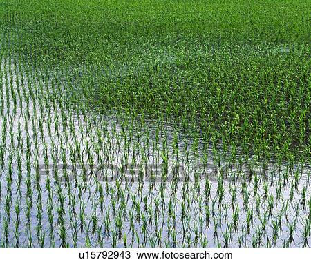Stock Image - Rice Field, High Angle View, Pan Focus. Fotosearch