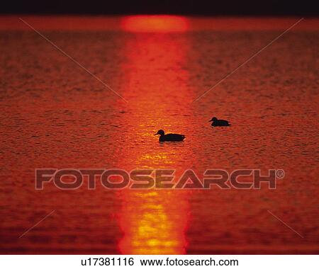 Stock Photograph - Sunset at the Lake, High Angle View, Pan Focus. Fotosearch