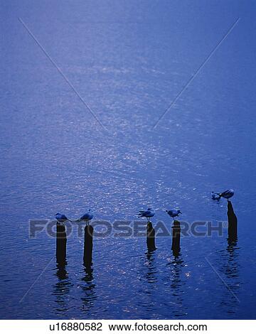 Water Bird, High Angle View, Pan Focus View Large Photo Image Stock Image - Water Bird, High Angle View, Pan Focus. Fotosearch