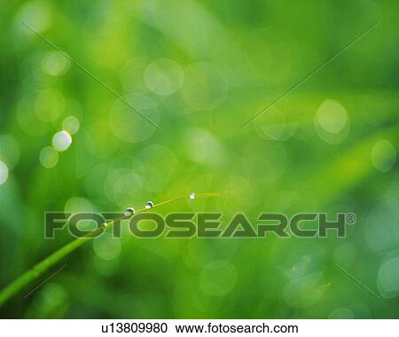 Stock Image - Water Drop on the Leaf, Close Up, Lens Flare, Differential Focus. Fotosearch