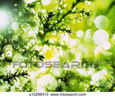 Stock Image - Water Drop on the Leaf, Close Up, Lens Flare. Fotosearch
