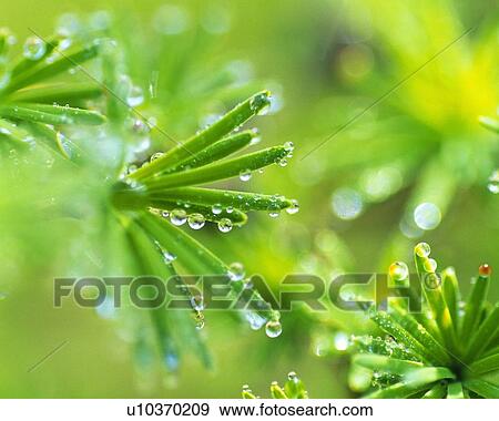 Water Drop on the Leaf, Close Up, Lens Flare, Differential Focus View Large Photo Image Stock Photo - Water Drop on the Leaf, Close Up, Lens Flare, Differential Focus. Fotosearch