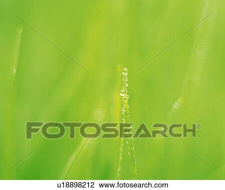 Water Drop on the Leaf, Close Up View Large Photo Image Stock Image - Water Drop on the Leaf, Close Up. Fotosearch