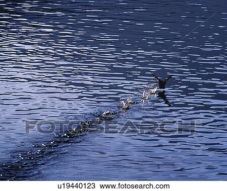 Stock Image - Water Surface and a Bird, High Angle View, Pan Focus. Fotosearch