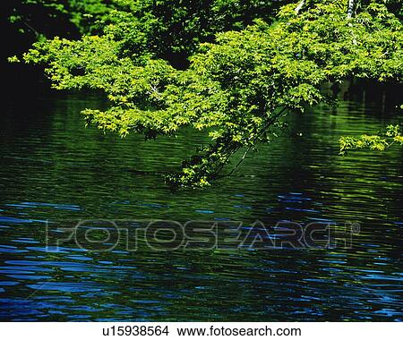 Picture - Water Surface and Tree, High Angle View, Pan Focus. Fotosearch