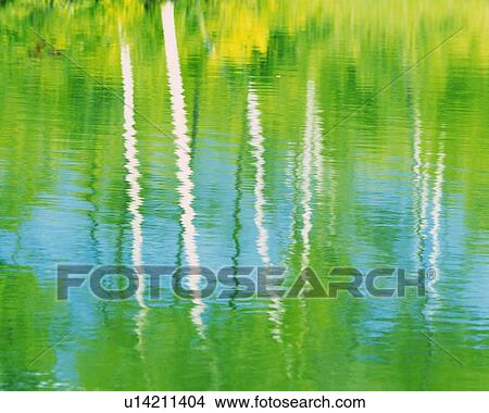 Picture - Water Surface of the Pond, Close Up. Fotosearch