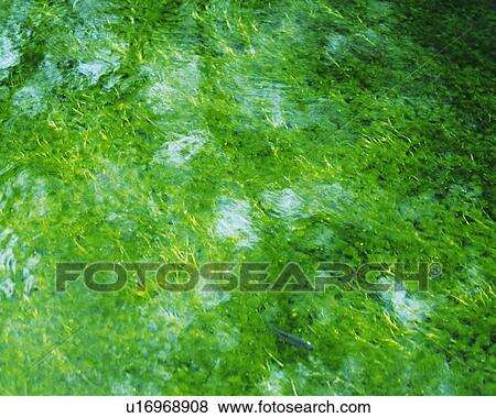 Water Surface of the River, Close Up View Large Photo Image Stock Photo - Water Surface of the River, Close Up. Fotosearch