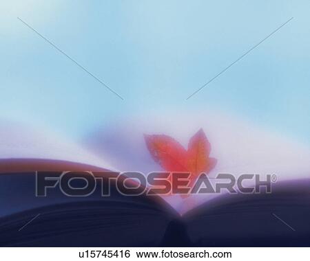 A colored leaf on a book, Close Up, Soft Focus View Large Photo Image Stock Photograph - A colored leaf on a book, Close Up, Soft Focus. Fotosearch
